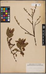 Foto von Salix caprea L. x Salix silesiaca Willd.